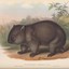 Kinky Wombat