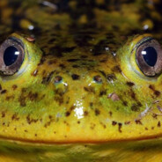 ムFrogg
