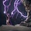 lightningcat