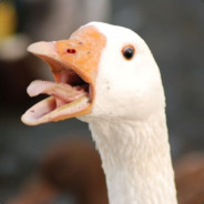 Goose - steam id 76561197971069833