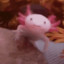 AxolotlJoe