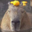 Capybara_Vlad