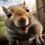 Squirrel_Fucker