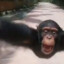 MONKE2071