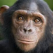 Giant Monkey