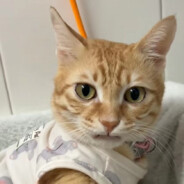 向日葵班爆破手新之助