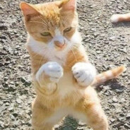 我小猫咪绝非鳝类！！