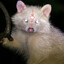 Racoon_boi