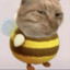 Bee Cat