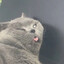 SillyCate