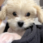 小崔爱吃秦皇岛