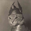 King Meowothy Jr. VII