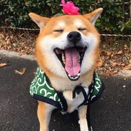 一只特立独行的猪