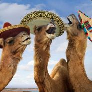 HumpyTheCamel