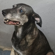 Cachorrao