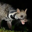 Civet