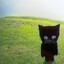 the dog
