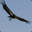 Condor