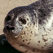 large baltic harbor seal
