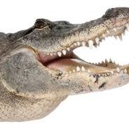 Trex24001
