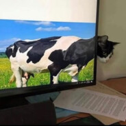 这他妈是八岁？