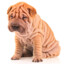 Shar Pei