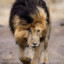 Scar d face