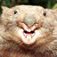 Murderous Wombat