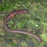 N Worm