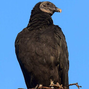 El Buitre