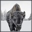 The_Majestic_Bison