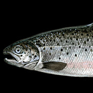 SneakySalmon45 @bandit