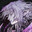 heavenly sect jade beauty美德 Steam avatar