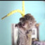hanged mouse