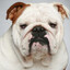 бульдог