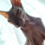 Demon_kb