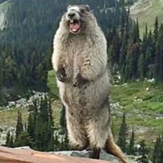 Screm Bever