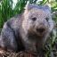 Wombat