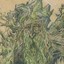 TreeBeard