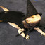 The Lizard Wizard