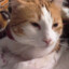 lakey_corky