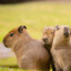 CapybaraLivesMatter