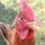GALINHA