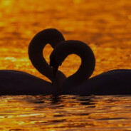 招财进寳dandan666