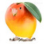 mango bird