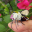 Pellucid Hawk Moth