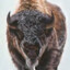 The Bull-Headed Bison (Dusty)