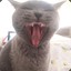 MeowFromHell