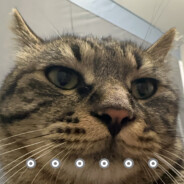 山西太原一只鸭