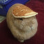 rabbit with pancake